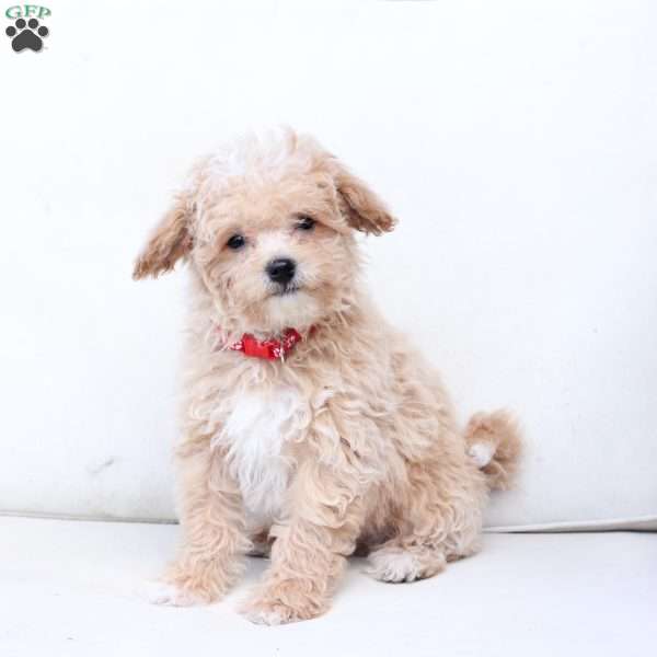 Riley, Bich-Poo Puppy