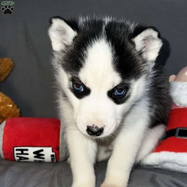 Shadow, Siberian Husky Puppy