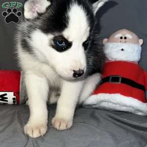 Shadow, Siberian Husky Puppy