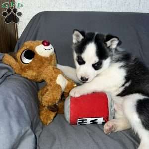 Shadow, Siberian Husky Puppy