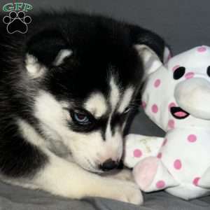 Sadie, Siberian Husky Puppy