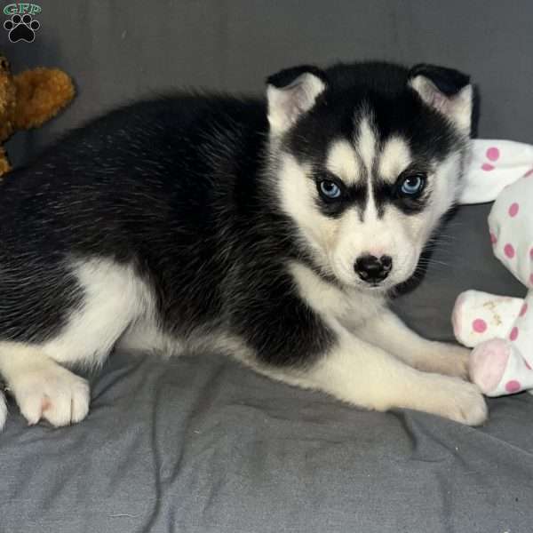 Sadie, Siberian Husky Puppy