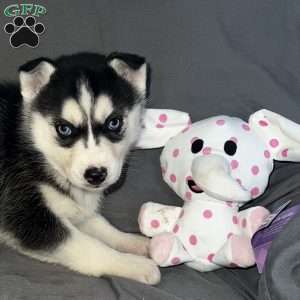 Sadie, Siberian Husky Puppy