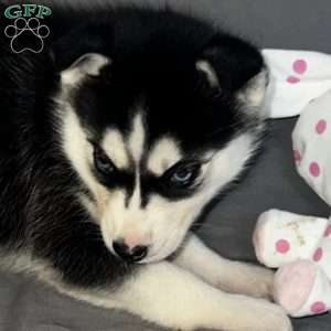 Sadie, Siberian Husky Puppy