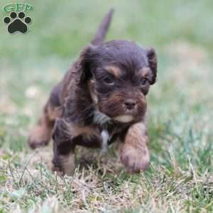 Gingerbread, Cavapoo Puppy