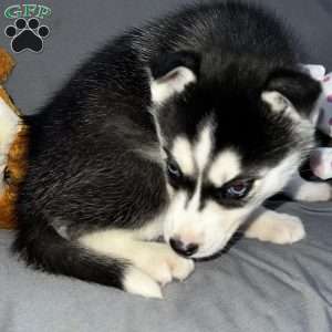 Sadie, Siberian Husky Puppy