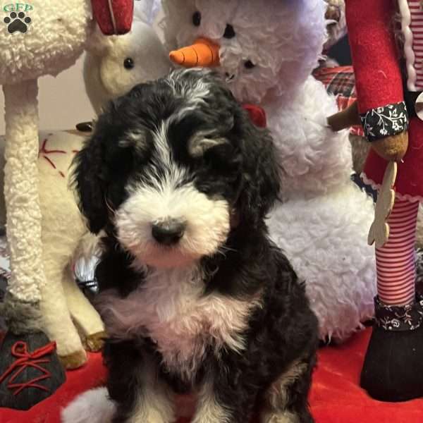 YANA, Bernedoodle Puppy
