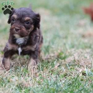 Gingerbread, Cavapoo Puppy