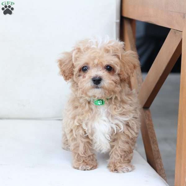 Jack, Bich-Poo Puppy