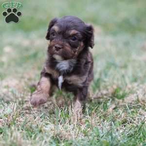 Gingerbread, Cavapoo Puppy