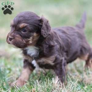 Gingerbread, Cavapoo Puppy