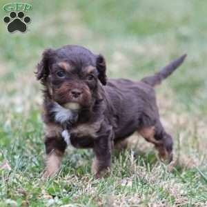 Gingerbread, Cavapoo Puppy