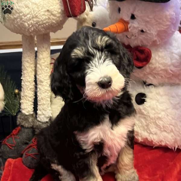 MAYA, Bernedoodle Puppy