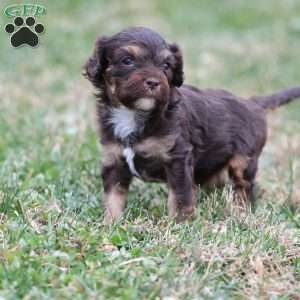 Gingerbread, Cavapoo Puppy