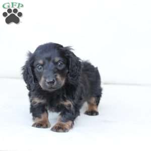 Zues, Dachshund Puppy