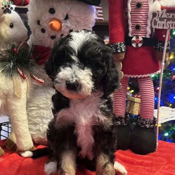 MILA, Bernedoodle Puppy