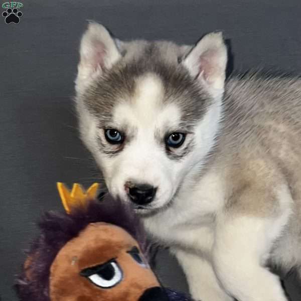 Misty, Siberian Husky Puppy