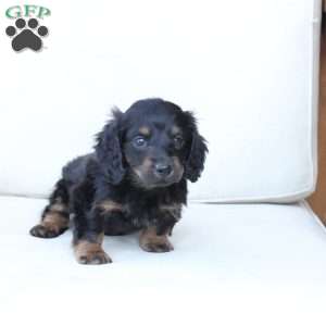 Zues, Dachshund Puppy