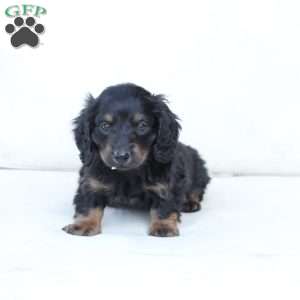 Zues, Dachshund Puppy