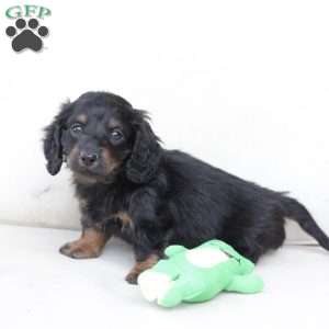 Zues, Dachshund Puppy