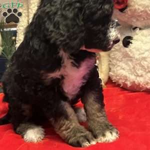 MYLA, Bernedoodle Puppy