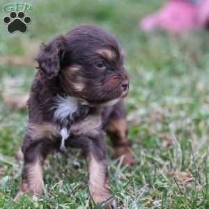 Gingerbread, Cavapoo Puppy