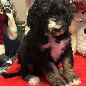 MYLA, Bernedoodle Puppy