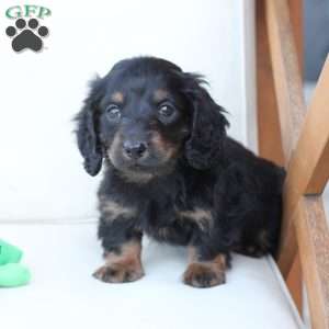 Zues, Dachshund Puppy