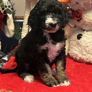 MYLA, Bernedoodle Puppy