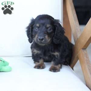 Zues, Dachshund Puppy