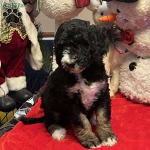 MYLA, Bernedoodle Puppy