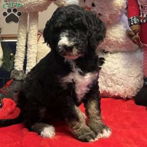 MYLA, Bernedoodle Puppy