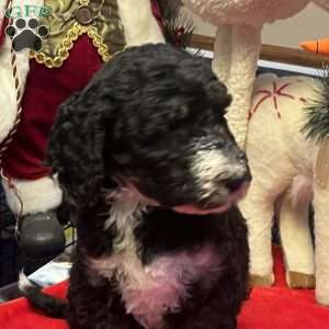 MYLA, Bernedoodle Puppy