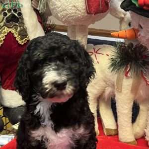 MYLA, Bernedoodle Puppy