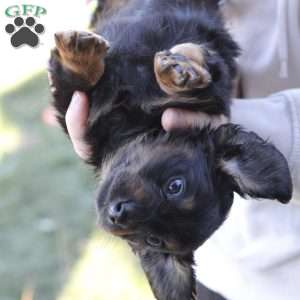 Zues, Dachshund Puppy