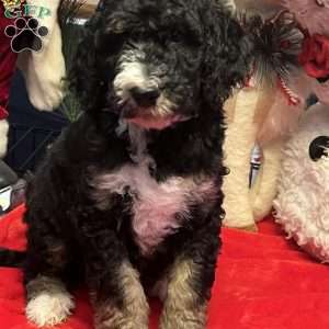 MYLA, Bernedoodle Puppy