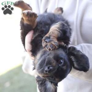 Zues, Dachshund Puppy