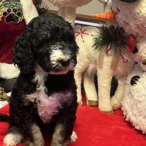 MYLA, Bernedoodle Puppy