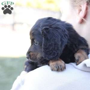 Zues, Dachshund Puppy