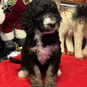 MYLA, Bernedoodle Puppy