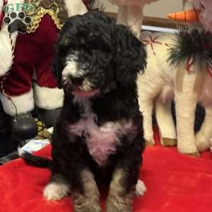 MYLA, Bernedoodle Puppy