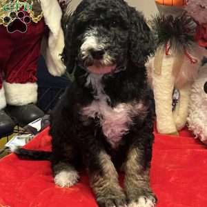 MYLA, Bernedoodle Puppy