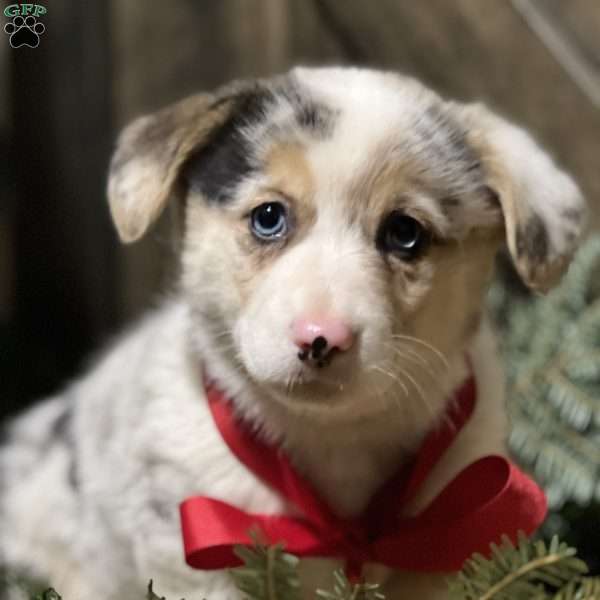 Blossom, Pembroke Welsh Corgi Puppy