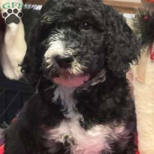 MYLA, Bernedoodle Puppy