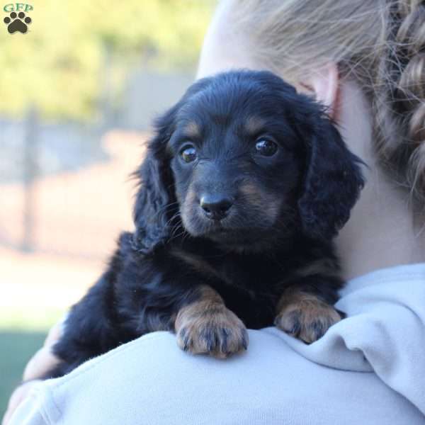 Zues, Dachshund Puppy
