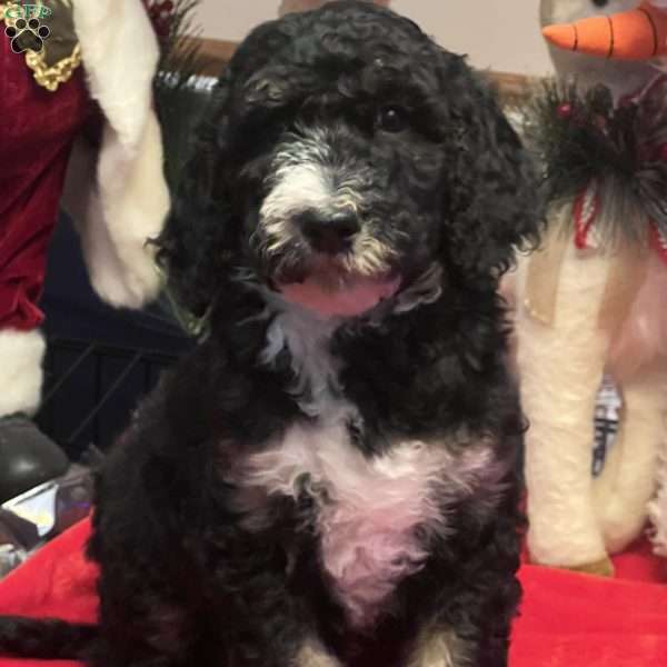 MYLA, Bernedoodle Puppy