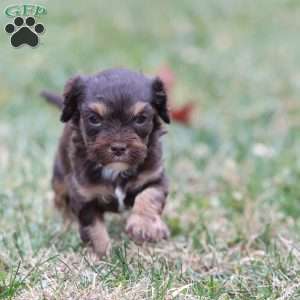 Gingerbread, Cavapoo Puppy