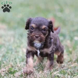 Gingerbread, Cavapoo Puppy