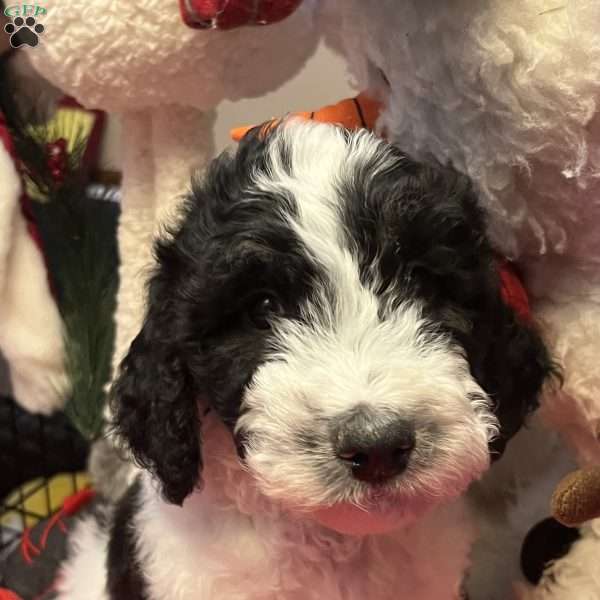 MYLO, Bernedoodle Puppy