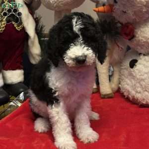 KARA, Bernedoodle Puppy
